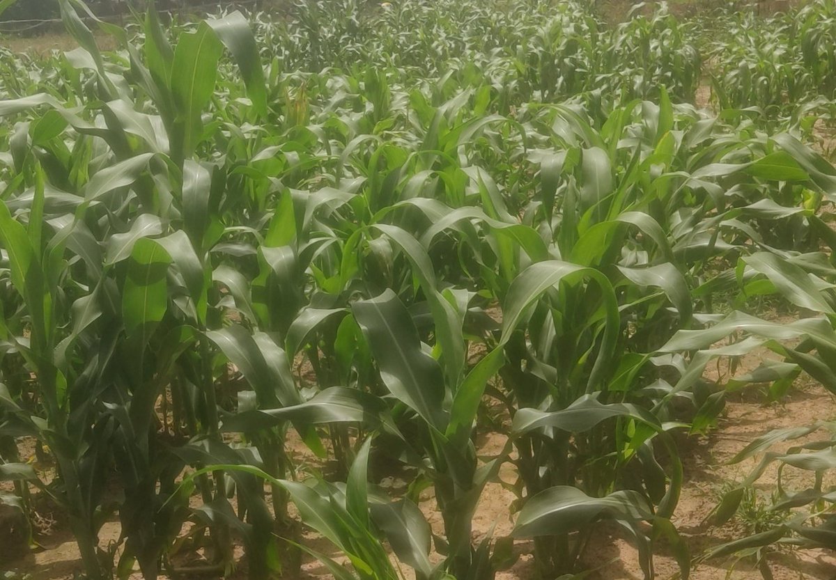 cherifa_zerbo's tweet photo. #Burkina #ouagadougou Après le stade de la #levée, les plantes entrent dans leurs phases de #croissance. 
Il ne doit surtout pas leur manquer de nourriture, d'eau et d'amour. Donc c'est le moment d'être attentif et regardant si vos cultures sont à ce stade.
@les2AA https://t.co/BaZ1dFWaV5