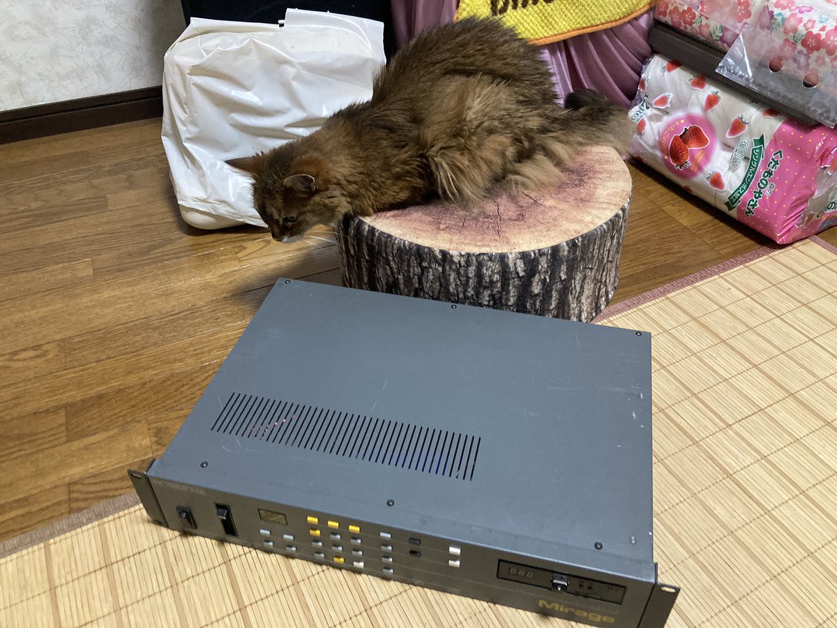 kuronekoCirno's tweet photo. そんな訳で
ニャンコのお気に入り
エンソニックのミラージュのラックタイプですよ
こやつは日本で発売されなかったマイナー仕様のDSK-1のラックタイプ DMS-1なのだ(≧∀≦)
#ニャンコ
#ソマリ
#somalicat
#エンソニック
#ensoniq
#ensoniqmirage
#dms1
#8bit
#sampler
#あまむす https://t.co/UR4oz5dHYx