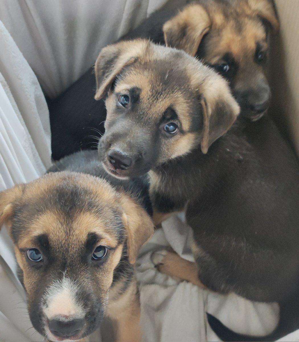 reebe_57's tweet photo. ⚠️Buscan adopción!
3 cachorros mestizos de pastor alemán de unos 2-3meses, 2 machos y una hembra. Les tengo de acogida pero solo hasta finales de agosto, por lo q si alguien está interesado en ellos o tiene alguna duda que me escriba 🫠 https://t.co/vjeziboIP2