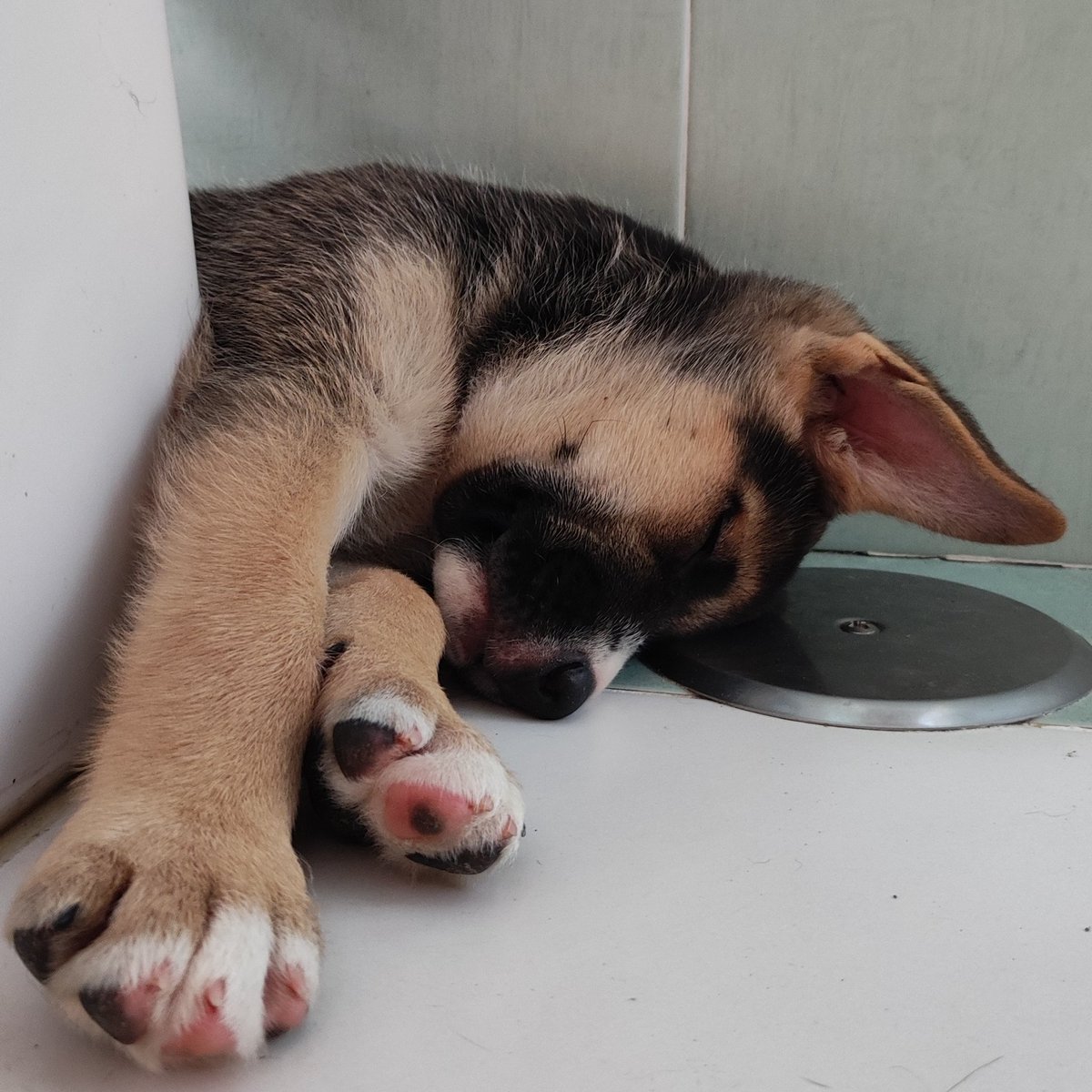 reebe_57's tweet photo. ⚠️Buscan adopción!
3 cachorros mestizos de pastor alemán de unos 2-3meses, 2 machos y una hembra. Les tengo de acogida pero solo hasta finales de agosto, por lo q si alguien está interesado en ellos o tiene alguna duda que me escriba 🫠 https://t.co/vjeziboIP2