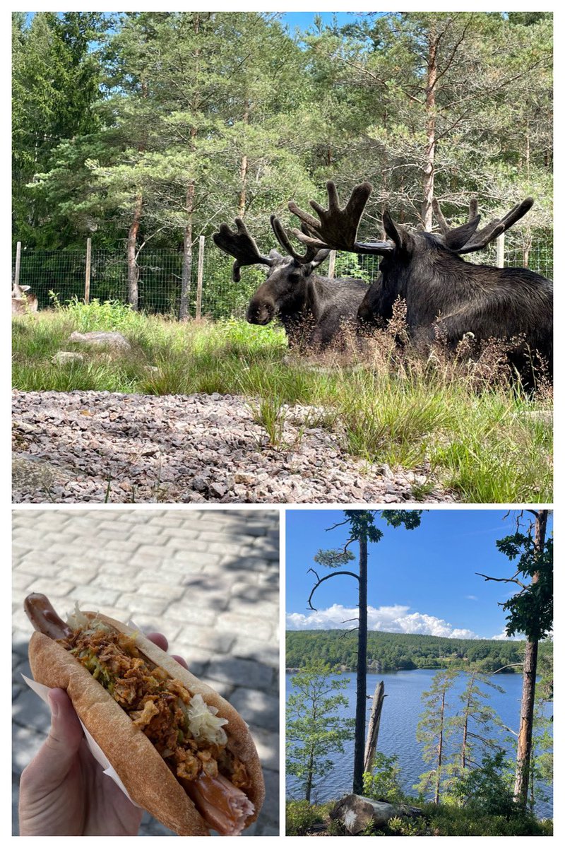 Sommer in Schweden 🇸🇪