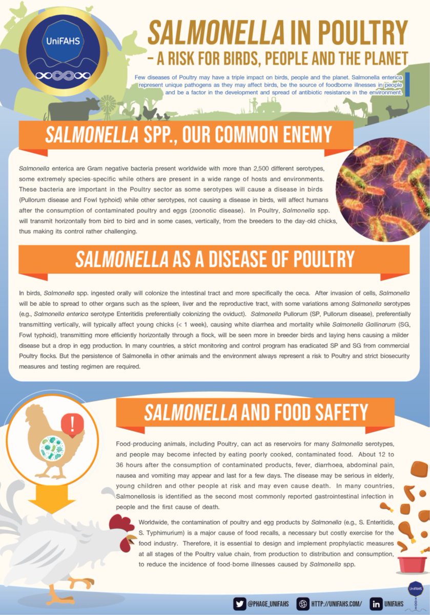 Phage_UniFAHS's tweet photo. Controlling #Salmonella in #Poultry & preventing #foodborne illnessses requires a holistic approach. Our mighty #UniFAHS #bacteriophages are a great tool to used both on #farms & in #processingplants with the risk of developing #AMR. #onehealth #เนเธเธเนเธเธญเธฃเธดเนเธญเนเธเธ #foodsafety https://t.co/tOjoX8tbJC