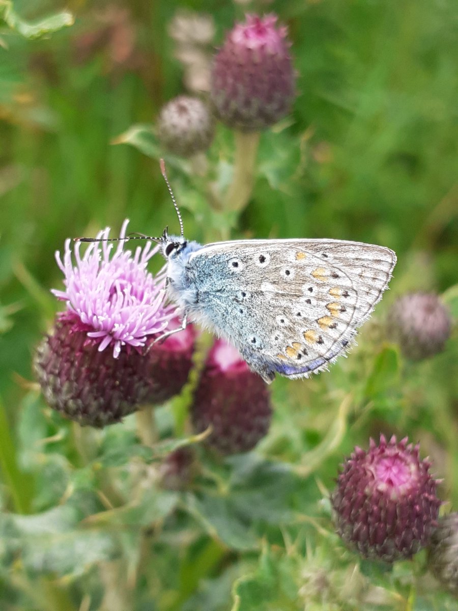 Notice_Nature's tweet photo. Come work as part of a great team! The Conservation Planning Unit of NPWS are seeking a contractor to work approx. three days a week for 16 months in a supporting role. Varied work, great support and flexible home-working. Apply via eTenders, closing date 17th Aug. https://t.co/JW89lLNbRy