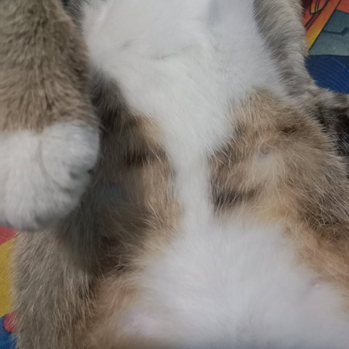 Juyaa ₍ ᐢ.ˬ.ᐢ₎˚୨୧ tweet media