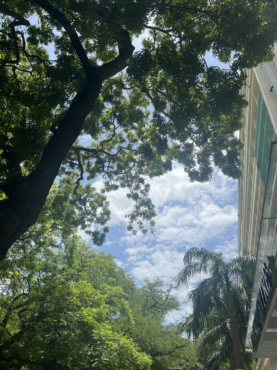 CentreIit's tweet photo. A set of images from @CentreIit at IIT Madras (July 2023). 

The black buck, skies and @iitmadras. 

Visit the Heritage Centre (@CentreIit) and learn more about the diverse flora and fauna of the campus. 

#nature #chennai #blackbuck #greenery https://t.co/aoVnJPnTYi