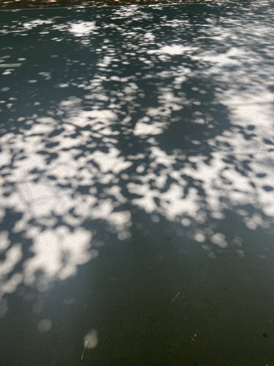 CentreIit's tweet photo. A set of images from @CentreIit at IIT Madras (July 2023). 

The black buck, skies and @iitmadras. 

Visit the Heritage Centre (@CentreIit) and learn more about the diverse flora and fauna of the campus. 

#nature #chennai #blackbuck #greenery https://t.co/aoVnJPnTYi