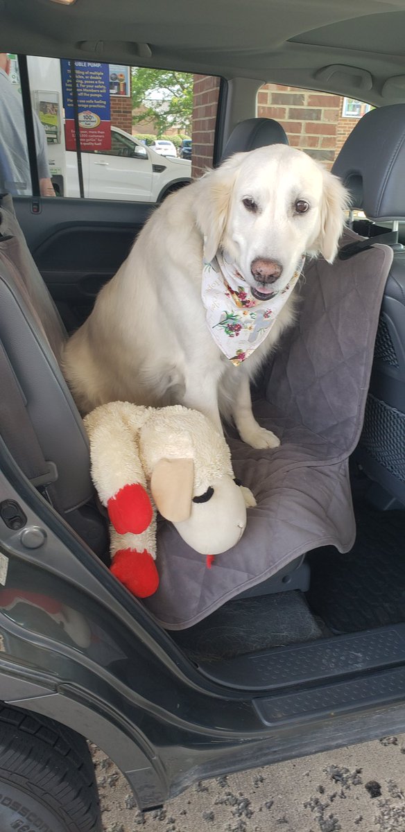 LCCK9Naomi's tweet photo. My caregivers, Lambie and I are taking off for the National Comfort  Dog conference in IL.  Many of my friends will be there and I look forward to seeing them. https://t.co/KYNHzScFTw