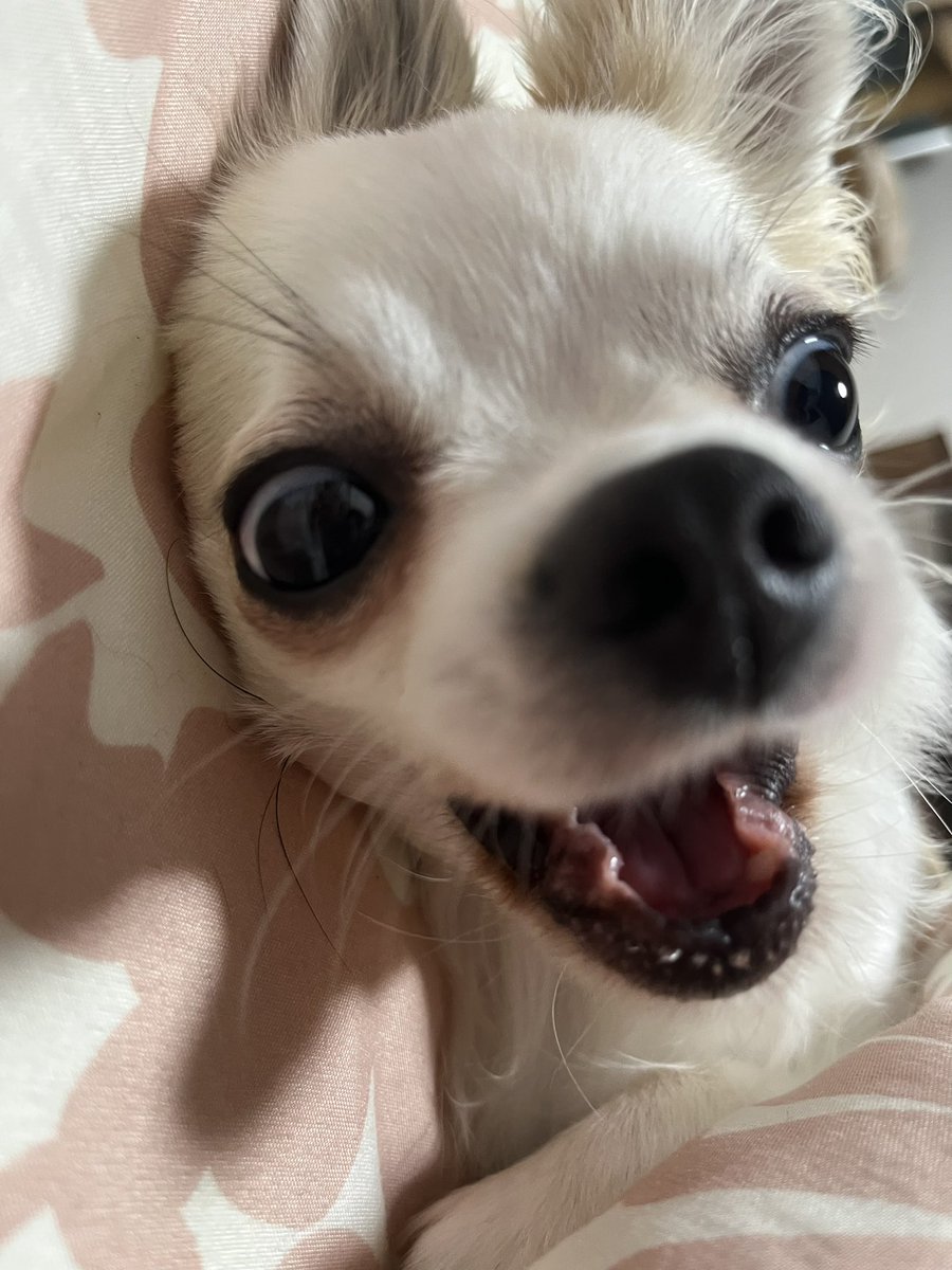 TNOKRS's tweet photo. 可愛過ぎて愛おし過ぎて、吸いまくったらキレられた…。
怒ったところも大好きよ🥰
#犬好きさんと繋がりたい 
#チワワ https://t.co/TxFMQKBUho