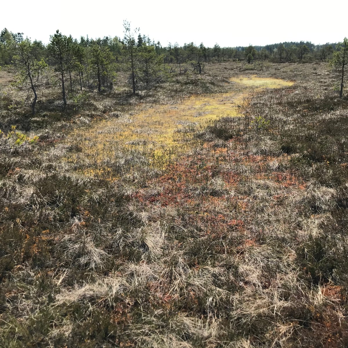 New paper: we show that S2 satellite data can be used to monitor temporal water table dynamics in restored and intact #peatlands with low tree cover. Data from Finland, Estonia, Sweden, Canada, USA. Funded by @SuomenAkatemia #NatureRestoration #EarthEngine sciencedirect.com/science/articl…