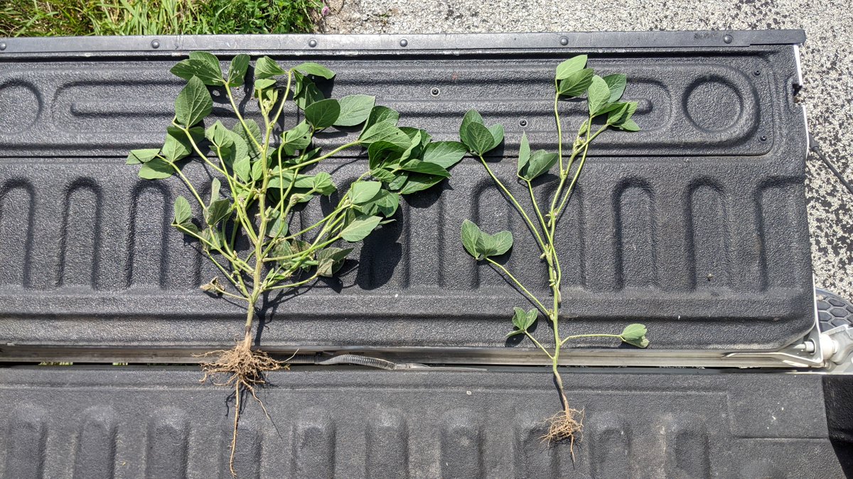 thefarmerslife's tweet photo. Soybean pops. 40k vs 200k planted on tailgate. 40 single plant way more yield potential, but didn't all come up. 40 is the red strip on @FieldView map. Back that up with a drone shot of 40 on the left, 200 middle, 80 on right. Anxious to harvest! #fieldviewpartner #lowpopmafia https://t.co/39RljjocFs