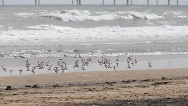 tynetotees's tweet photo. LITTLE TERN UPDATE - SEATON CAREW!📷
The Little terns have left Seaton Carew!  But it's such great news to hear that at least 125 Little tern chicks have fledged, 80 of which have been ringed, plus 25 Ringed plover chicks have also hatched and left the site too. https://t.co/WooXNlftqY