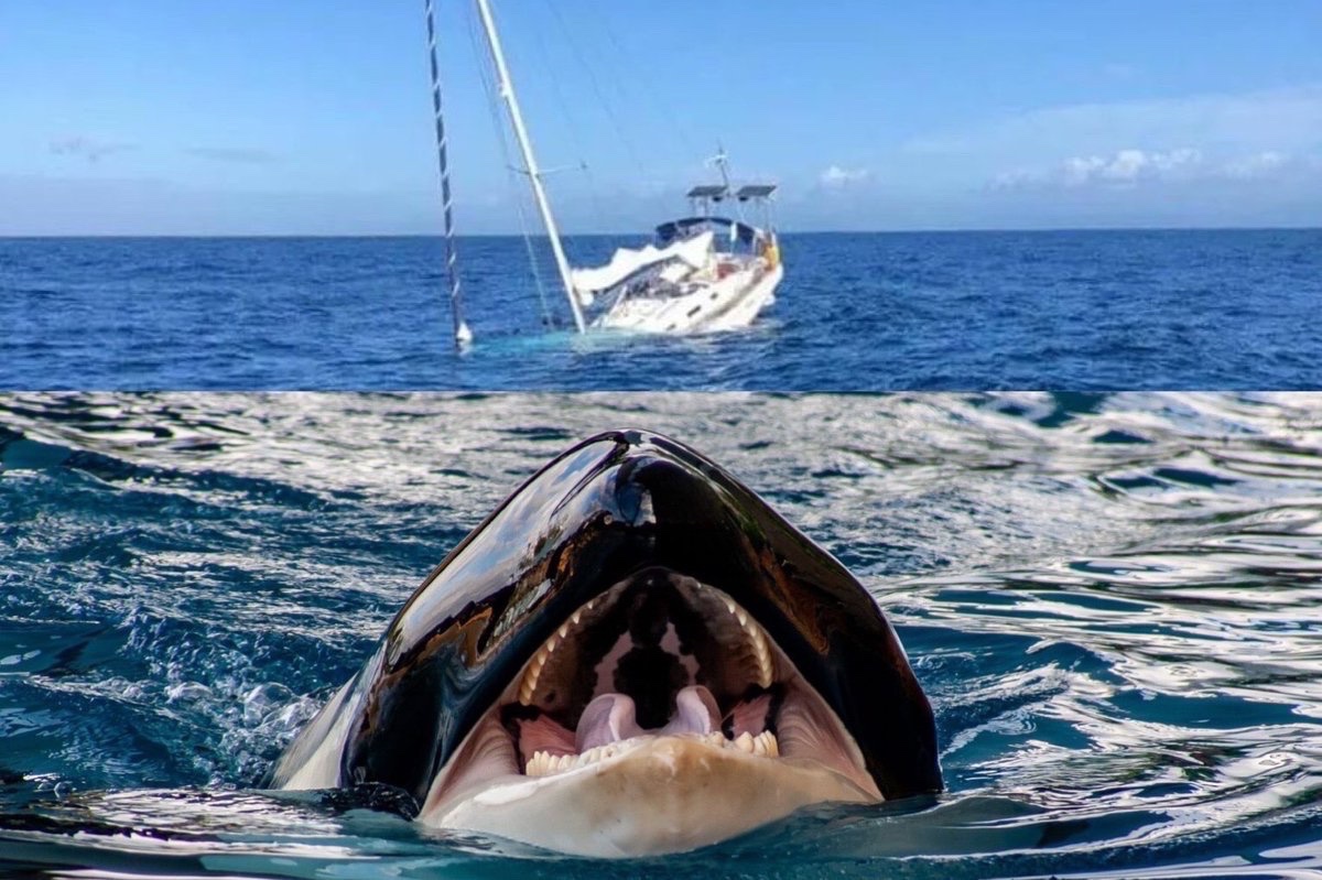 🛥️🐋 FLASH - 250 bateaux ont été endommagés par une unique famille d'orques depuis début 2023, sous la tutelle de '#Gladis', une orque traumatisée par une blessure infligée par un navire ou un piège, qui apprendrait ses techniques d’attaque à ses congénères. (Le Monde)