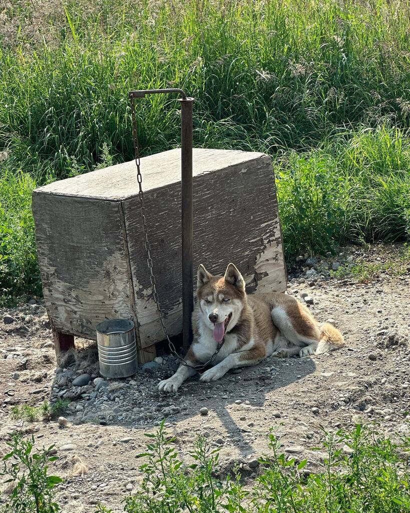 Timothy_Hughes's tweet photo. Sledging dogs - Bettles Lodge - Alaska #fairbanks #fairbanksalaska #travel #USA #usatravel #roadtrip #holiday #holidays #vacation #vacationmode #vacationtime #roadtripusa #usaroadtrip #alaska #alaskaadventure #bettleslodge #musher #mushers #dogsled #dog… https://t.co/ZbKnwSAcW5 https://t.co/JZ31zzDl8J