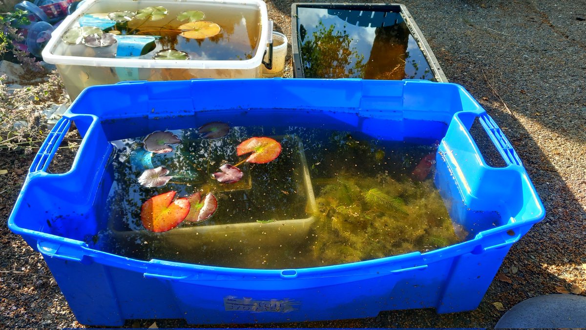 For anyone needing inspiration for making a #wildlifepond, even from a tub. These were filled with rain water, added water lily and oxygenators...now have,🐸, newt 🦎 larave, backswimmers, snails... the whole show 💚💦💚 1/3