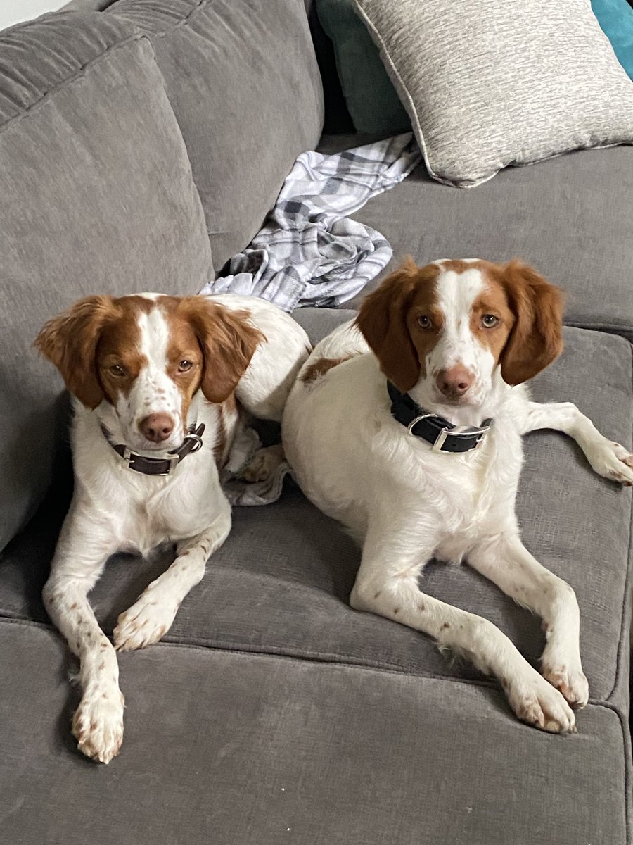 Patrick Sullivan tweet media