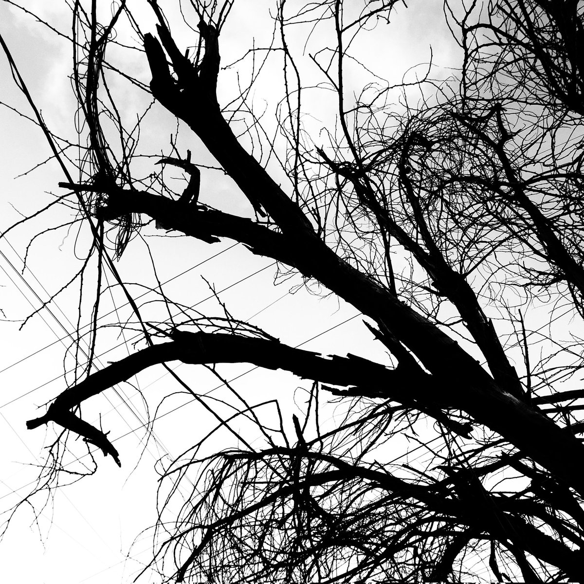 felipevudu's tweet photo. Árbol ya sin hojas, sin agua que beber. https://t.co/xfLJB0JNBp