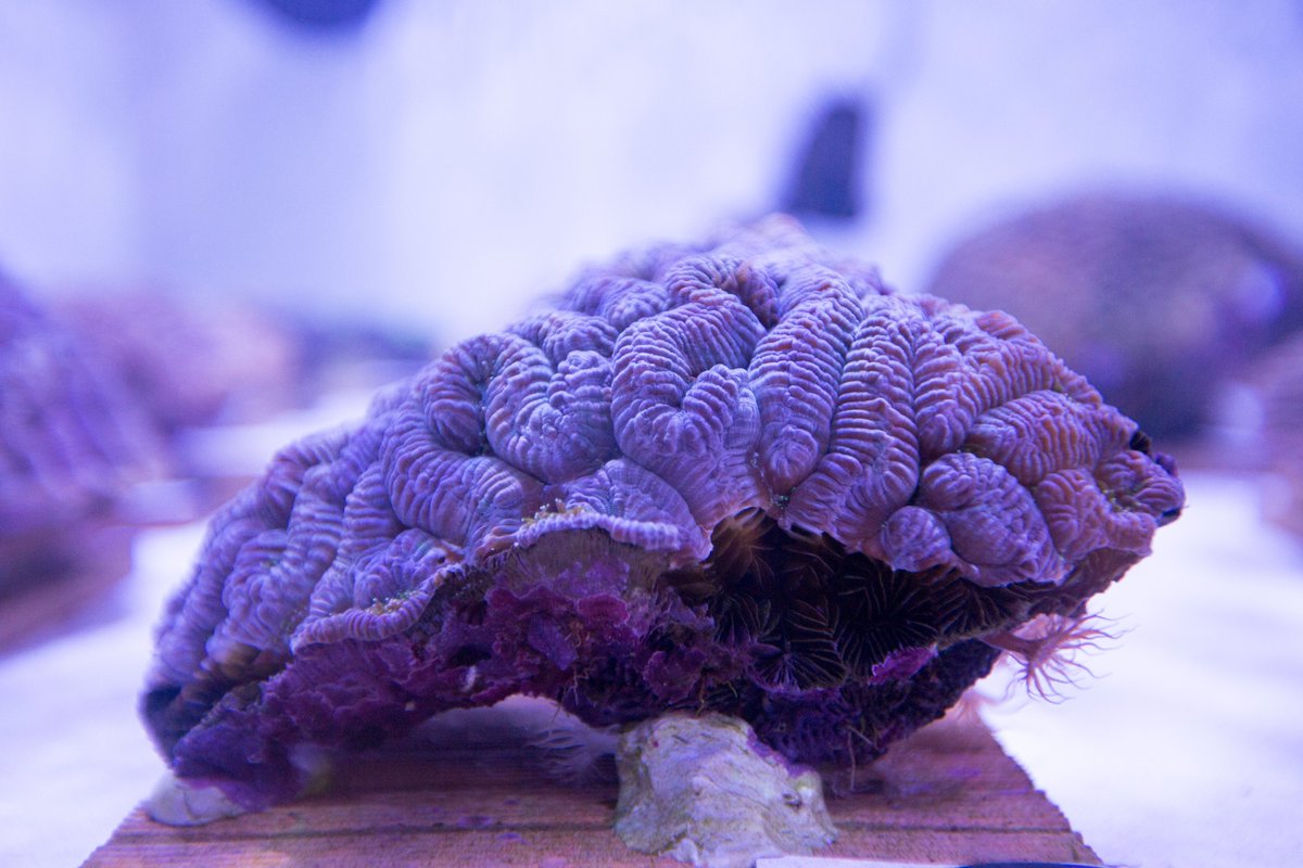 As humans, we know the dangers extreme heat pose to ourselves and pets, but the rising temps also impact marine species such as corals. This can lead to bleaching which is devastating to these animals. Learn more about the River Museum's involvement with corals at our website!