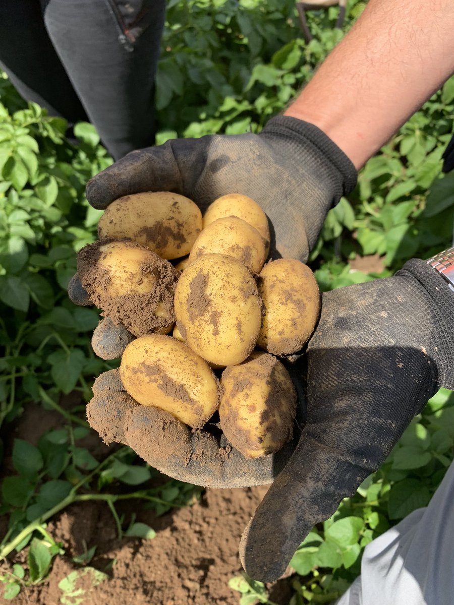 Greenvale Seed tweet media