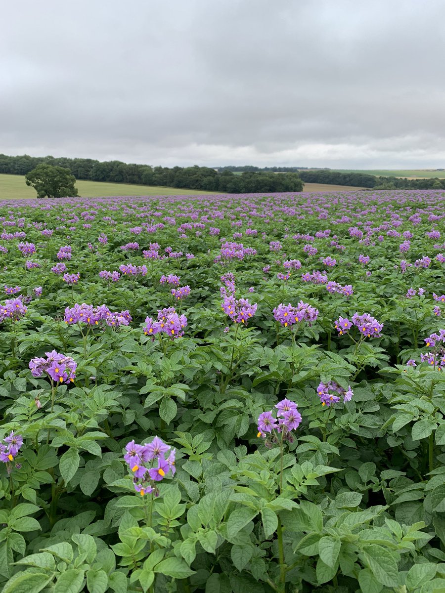 Greenvale Seed tweet media