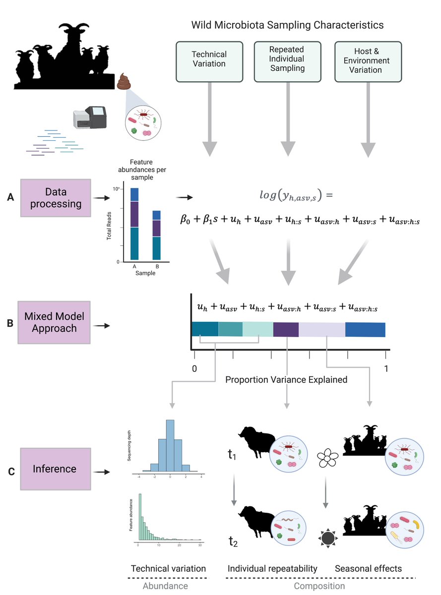 How can we model something as complex as the microbiome in noisy ecological contexts? Out now in <a href="/mSystemsJ/">EIC Jack Gilbert</a>, our primer on mixed model approaches for characterising drivers of gut microbiome dynamics in wild animals!

bit.ly/3Y6ZzXt