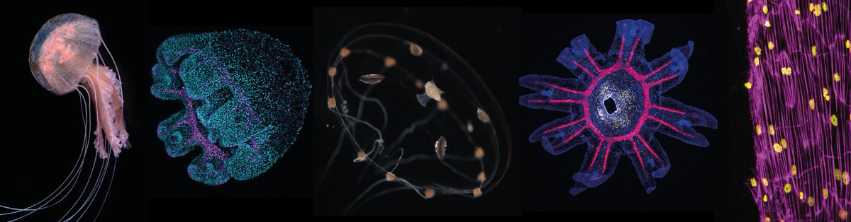 We have a 1-year research engineer open position to work with @Leclere_L on muscle development in jellyfish, and on establishing CRISPR-Cas9 knock-out in Pelagia noctiluca. Apply here! emploi.cnrs.fr/Offres/CDD/UMR… Deadline: August 21th