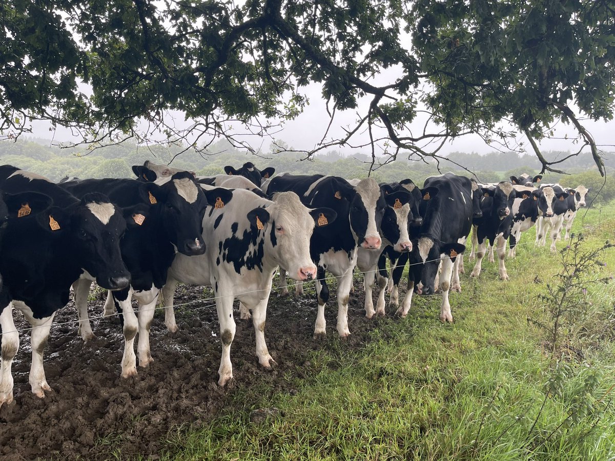 Food_A4thought's tweet photo. Bullocks and Buzzards 🐂🦅

Managed to squeeze in a stroll in between showers - no one around apart from Bullocks and a Buzzard 😊

#Bullocks #Buzzard #CountryLife #CountryStroll #Countryside #Summertime ? https://t.co/n2oQGXHzTp