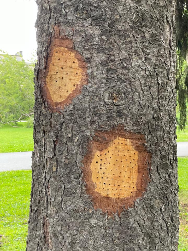 ApacheQQ's tweet photo. Oulun kaupunki tehnyt hyönteishotellin maakuntamuseon lähelle. Kova oli trafiikki. Mutta tykkääkkö kuuset ? #Oulu #hyönteishotelli #hyönteiset #insecthotel #insects https://t.co/Mo3qhIkGzC