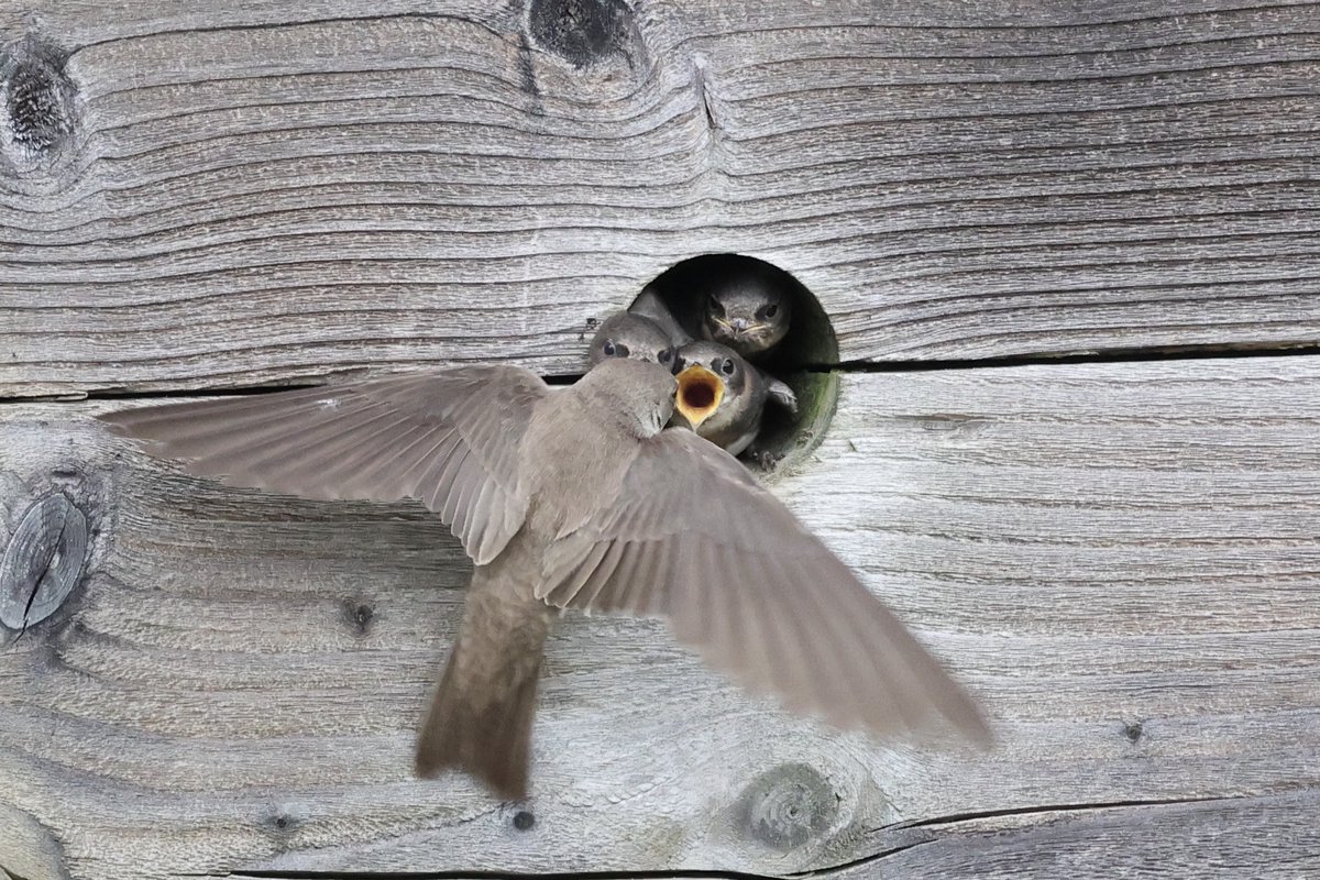 BicycleBirder's tweet photo. Some very hungry sandmartins on  #seatonwetlands this morning @wildeastdevon https://t.co/Y2eE6e2Wol