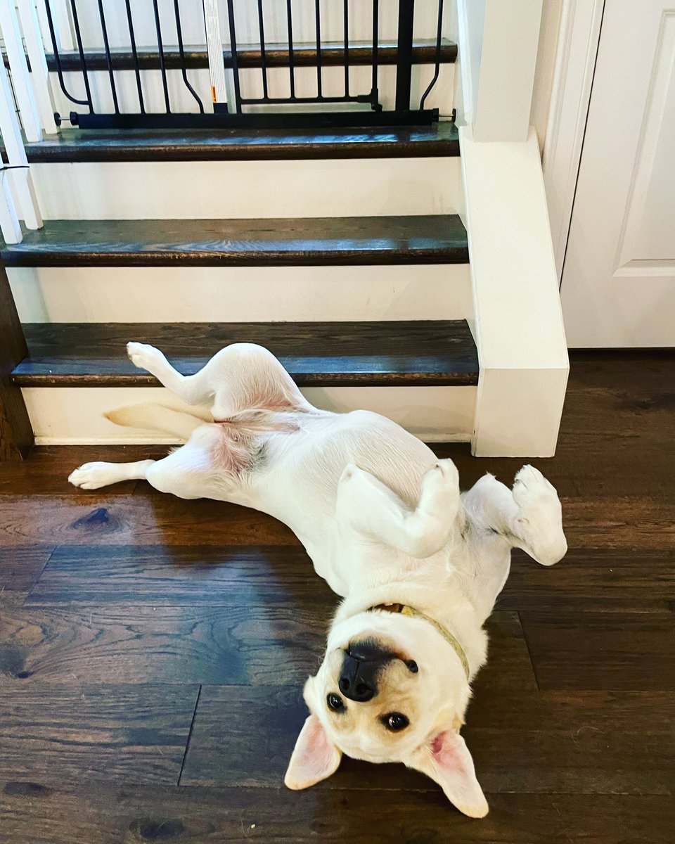 mariappope's tweet photo. “Would you like to go upstairs? Please deposit one belly rub”
XOXO, Olive 🐾
P.S. additional deposits required to come back downstairs.
Every. Single. Time.
#amparenting #olivethedog #kidlit https://t.co/lbJQKxQlmW