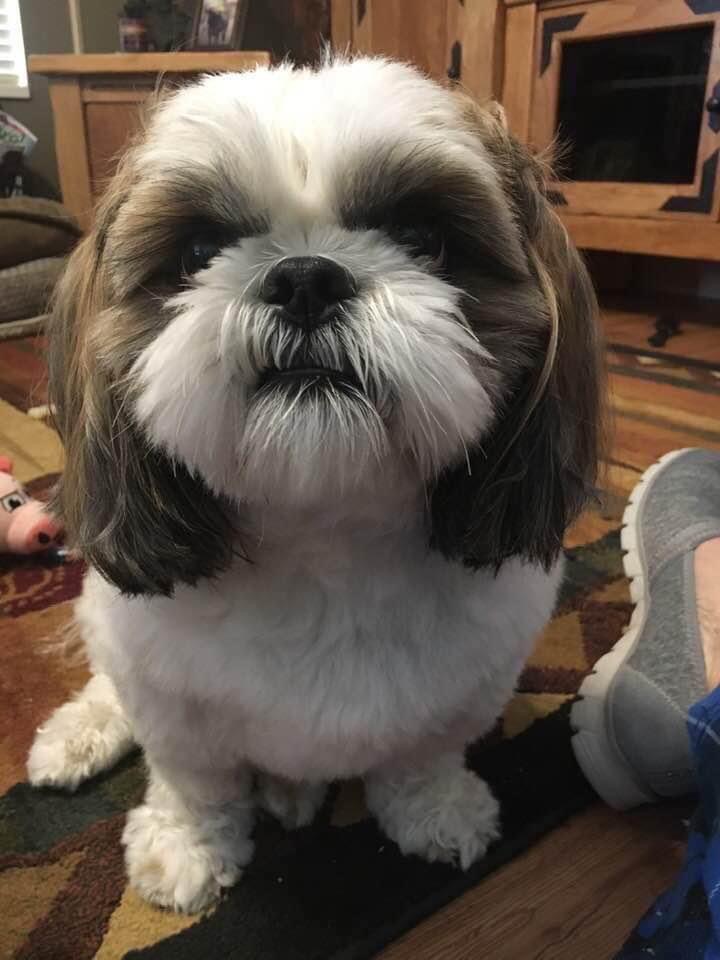 ClearfieldPD's tweet photo. An arrest, of the previously mentioned person of interest, was made in this incident overnight. The dog, Reo, still has not been located. If you have any information please contact Clearfield Police Department 801-525-2806. 

Updated press release attached: https://t.co/yAhbLr6UfY