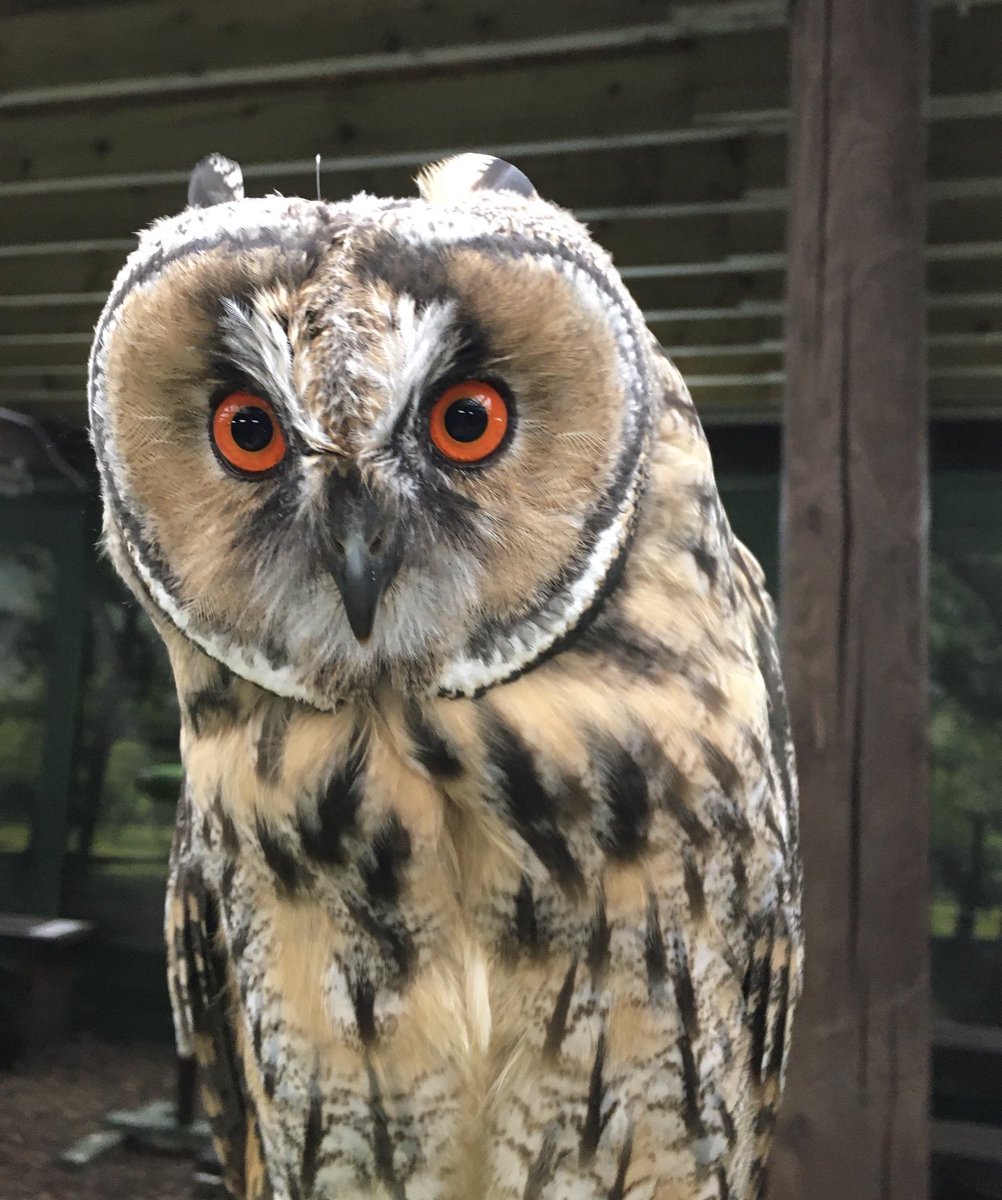 Scottish Owl Centre tweet media