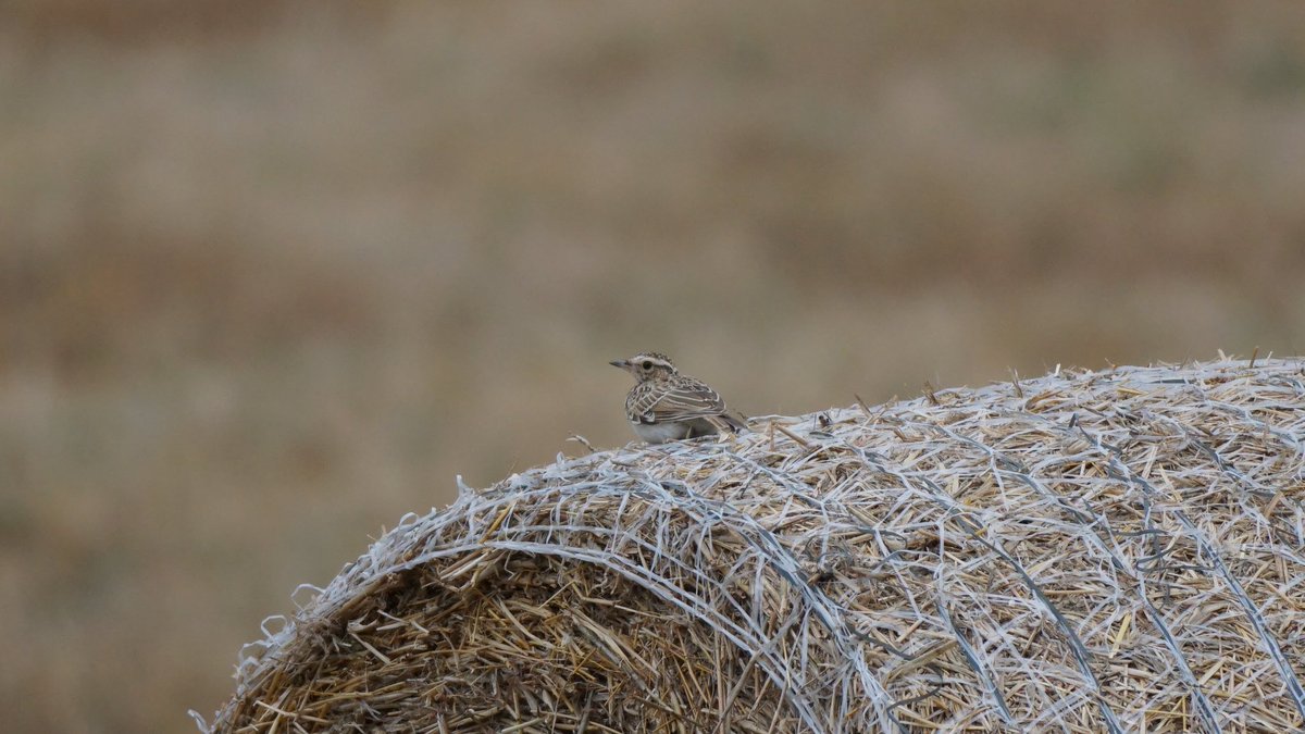 jmpicasprat's tweet photo. Jo diria #cotoliu , no? #lullulaarborea #ocells #ocellsdavui #ocellsdecatalunya #birds #casserres #berguedà @birdcatalunya https://t.co/5MMKeMF9Ei