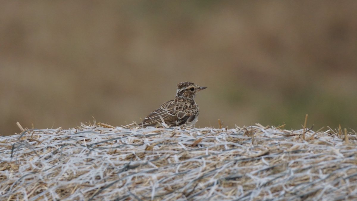 jmpicasprat's tweet photo. Jo diria #cotoliu , no? #lullulaarborea #ocells #ocellsdavui #ocellsdecatalunya #birds #casserres #berguedà @birdcatalunya https://t.co/5MMKeMF9Ei