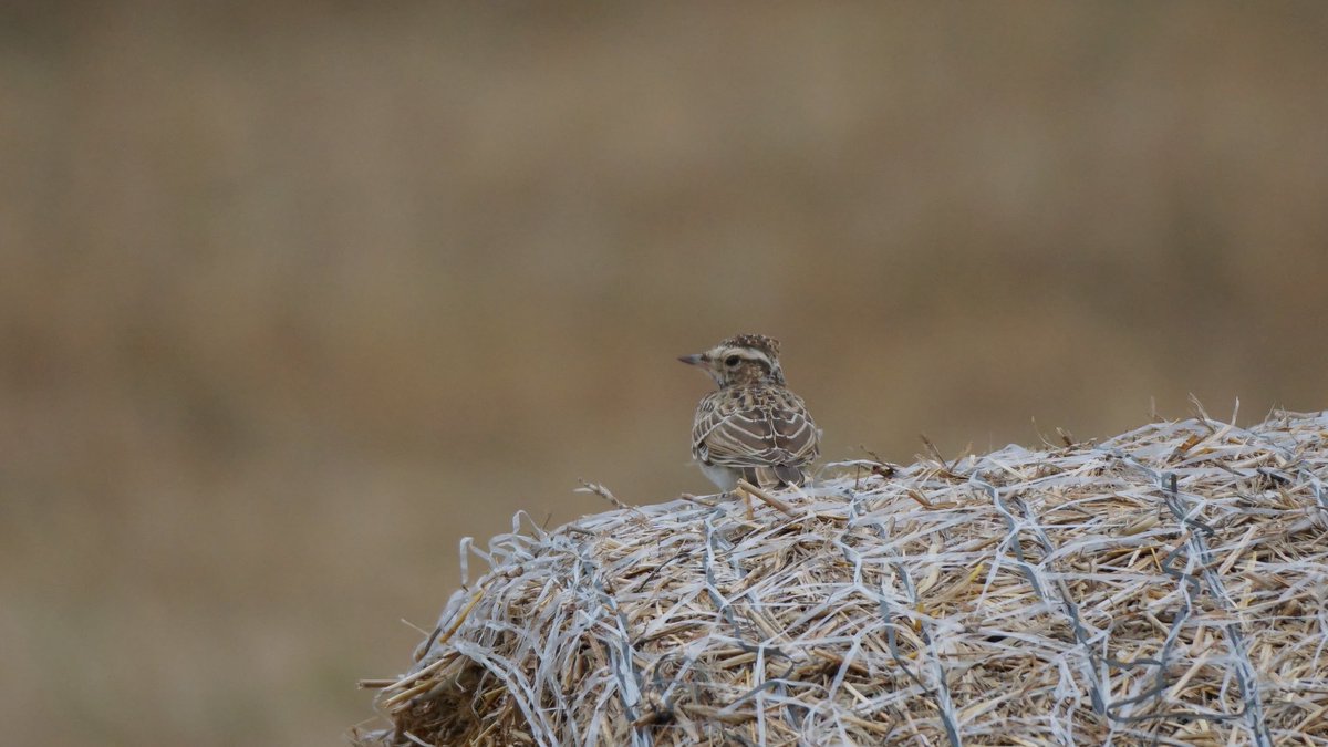 jmpicasprat's tweet photo. Jo diria #cotoliu , no? #lullulaarborea #ocells #ocellsdavui #ocellsdecatalunya #birds #casserres #berguedà @birdcatalunya https://t.co/5MMKeMF9Ei