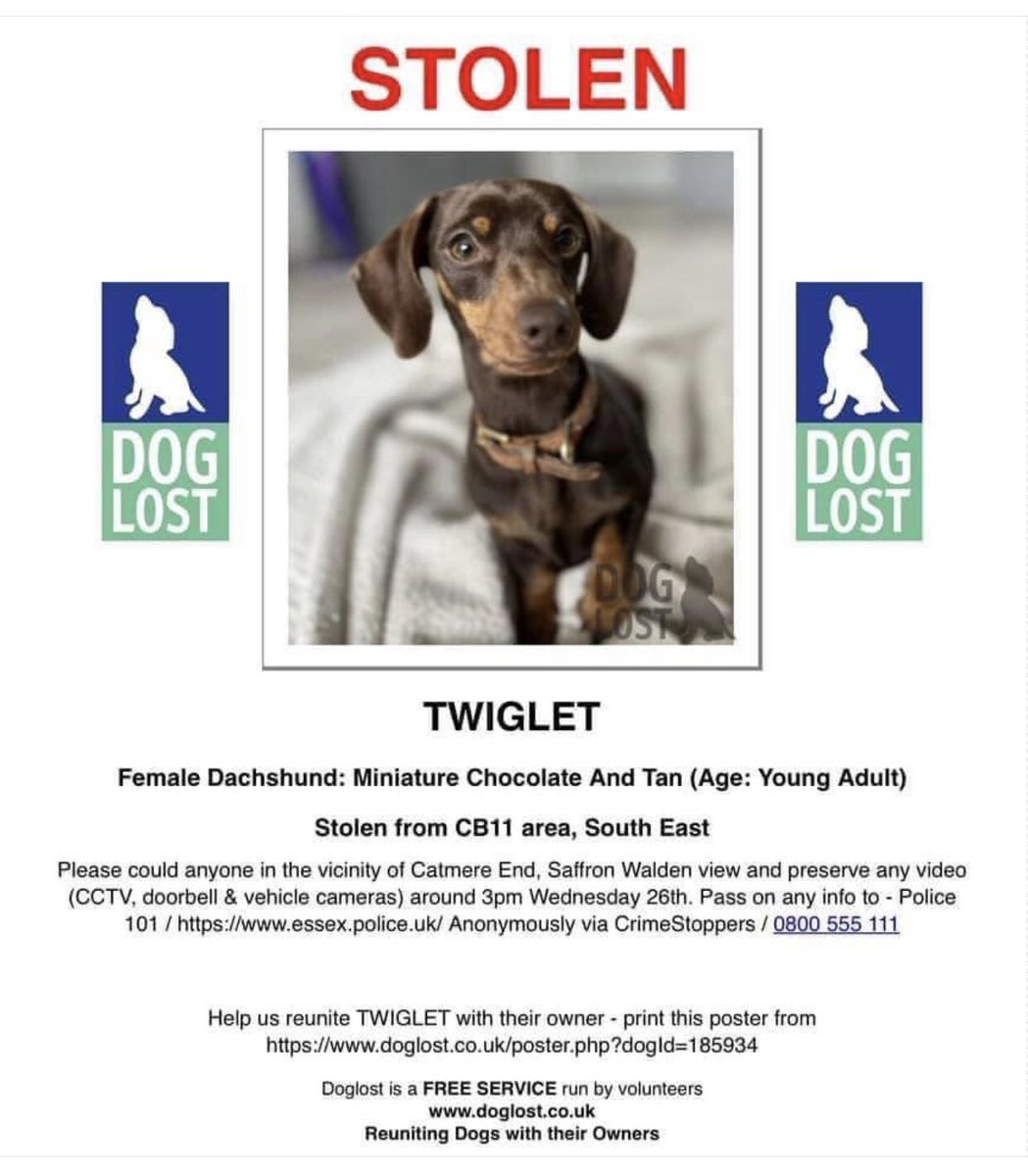#BringTwigletHome #stolendogs #missingdogs #rehomehour #PetTheftReform