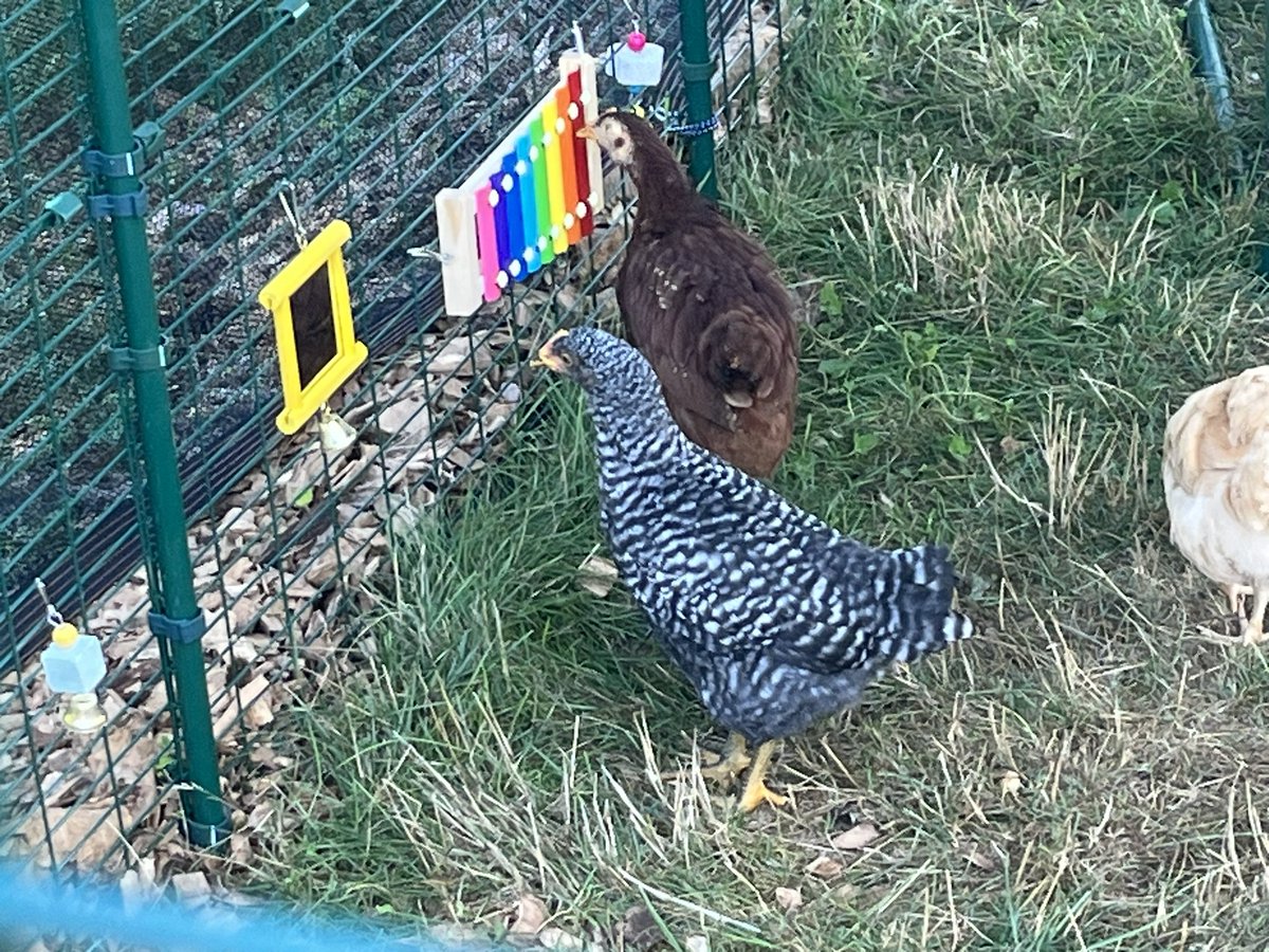 martinmike's tweet photo. Red the chicken expressing herself through music.  Xylophone music! https://t.co/6ucH27Gmqg