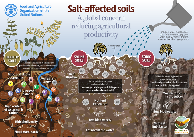UNBiodiversity's tweet photo. 💭#DYK that soils affected by salinity &amp; sodicity undergo a rapid decline of health, losing their capacity for biomass production, natural filtration, carbon sequestration &amp; other necessary ecosystem functions?

Learn more about the salt-affected soils w/@FAO 
🌱🤎 https://t.co/GsVbvpvTuL