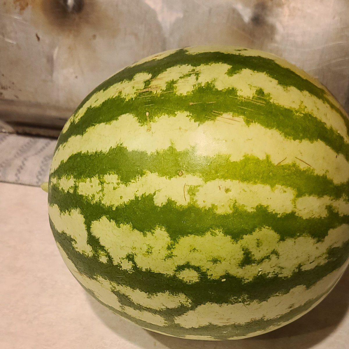 So after dealing with issues with the other watermelons splitting, we went ahead and harvested this one there was a spot that feeling a little soft. Not rotten, but enough to make me want to pull it. we'll see if I pulled it too early! #WatermelonLove #homestead #growyourown