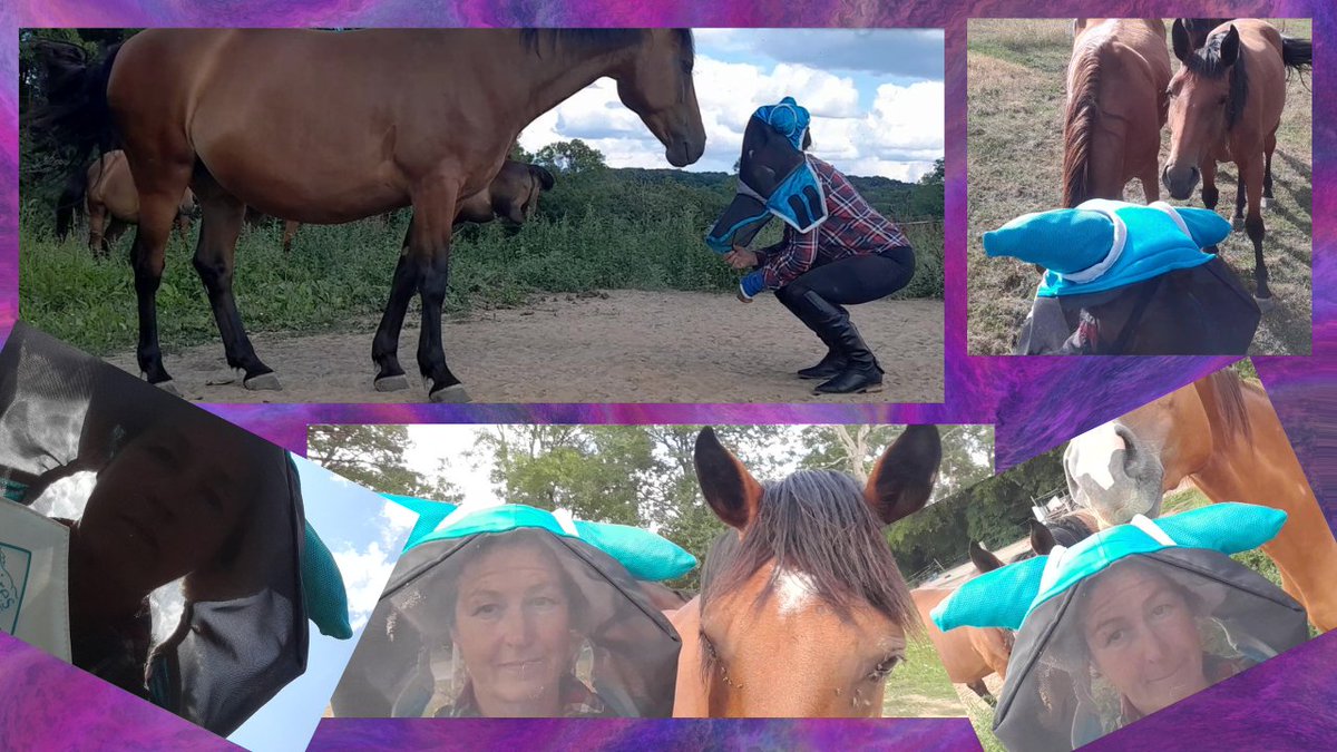 mareopausal's tweet image. Flies! Aargh!  They taste-test me with their feet then vomit on me to feast on my arm skin. Not your food!
mare-o-pausal.com/2023/07/22/int…