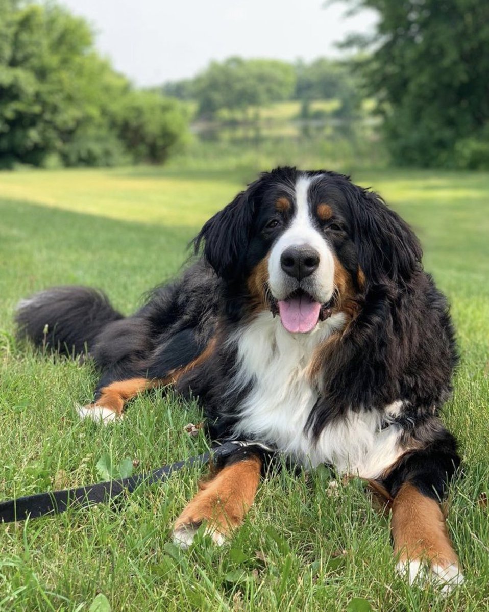 It’s been a while but I’ve been enjoying summer ☀️ #bernesemountaindog #cutedogs #dogsoftwitter #DogsOnTwitter #DogLover #SummerVibes #summer #BeautifulMoments