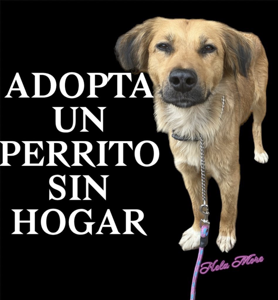 Lastimados,enfermos,con la pancita vacía,con miedo y preocupación,así hay millones de perritos sin hogar,ellos no eligieron esa vida,ellos no son responsables de ese destino…
No los desprecies,no los maltrates y cuando puedas cambia su vida.
#DiaInternacionalDelPerroCallejero