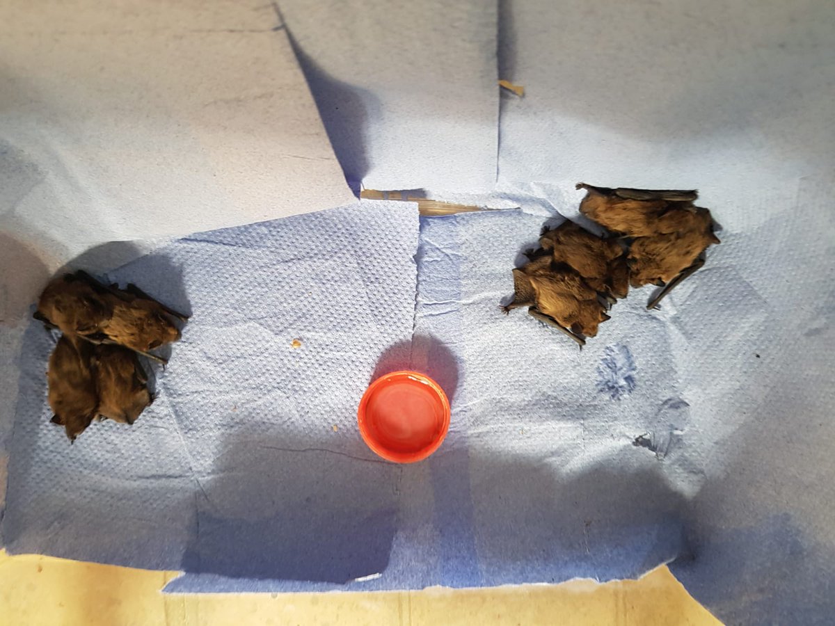 Here are eight little pipistrelle bats all found in one lady's bedroom! We think they were roosting in the roof void and somehow found a way down. They are now receiving the best possible care. Hope we can release them soon. #BatCare