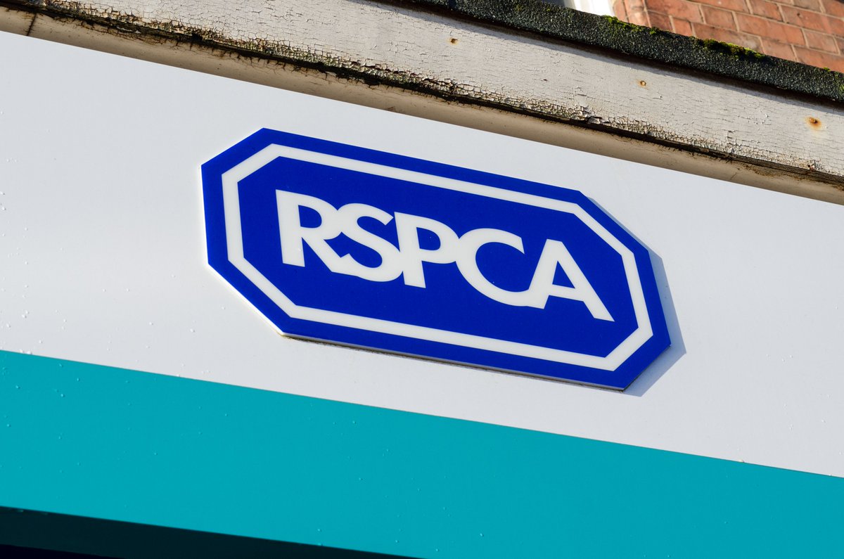 Figures out from the RSPCA show there's been a rise cruelty towards cats. It includes 32 reports made to the charity on the Isle of Wight last year. Experts say the cost of living crisis has helped created an animal welfare crisis #CapitalReports