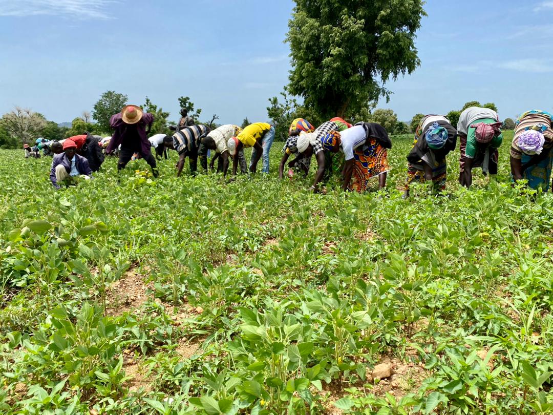 WFP_Cameroon's tweet photo. #Cameroon🇨🇲

6️⃣0️⃣0️⃣households
On 🔟hectares of farm land
Supported by a solar☀️ powered irrigation system💧
Cultivating soya be🫘, spices🥬🌶️, millet &amp; other food crops

This is how @WFP is building the #Resilience of displaced communities in #Mokolo, FN region

#ChangingLives https://t.co/Hes6n1w8Mx
