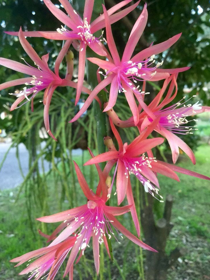 Lisette__2's tweet photo. Les belles fleurs sauvages du monde. Pas mes photos. https://t.co/4wwVgQIXqp