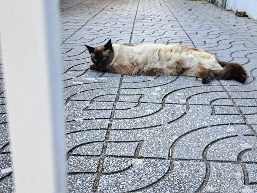 PatriciaAbq's tweet photo. Aqui a rezar a ver se o guarda me deixa entrar em casa, pacificamente.
#sebastião #elrei https://t.co/mwHUzVeMLz