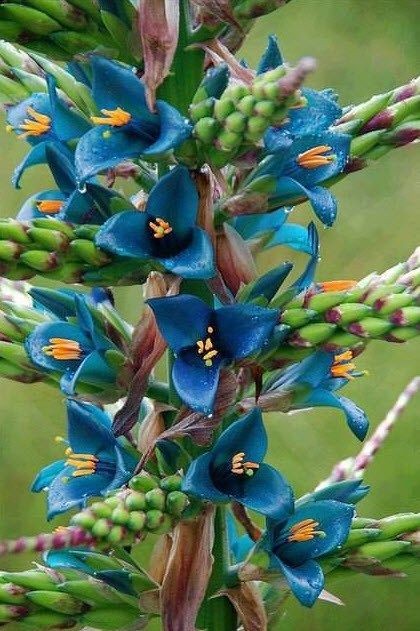 Lisette__2's tweet photo. Les belles fleurs sauvages du monde. Pas mes photos. https://t.co/PMPoOCerfO