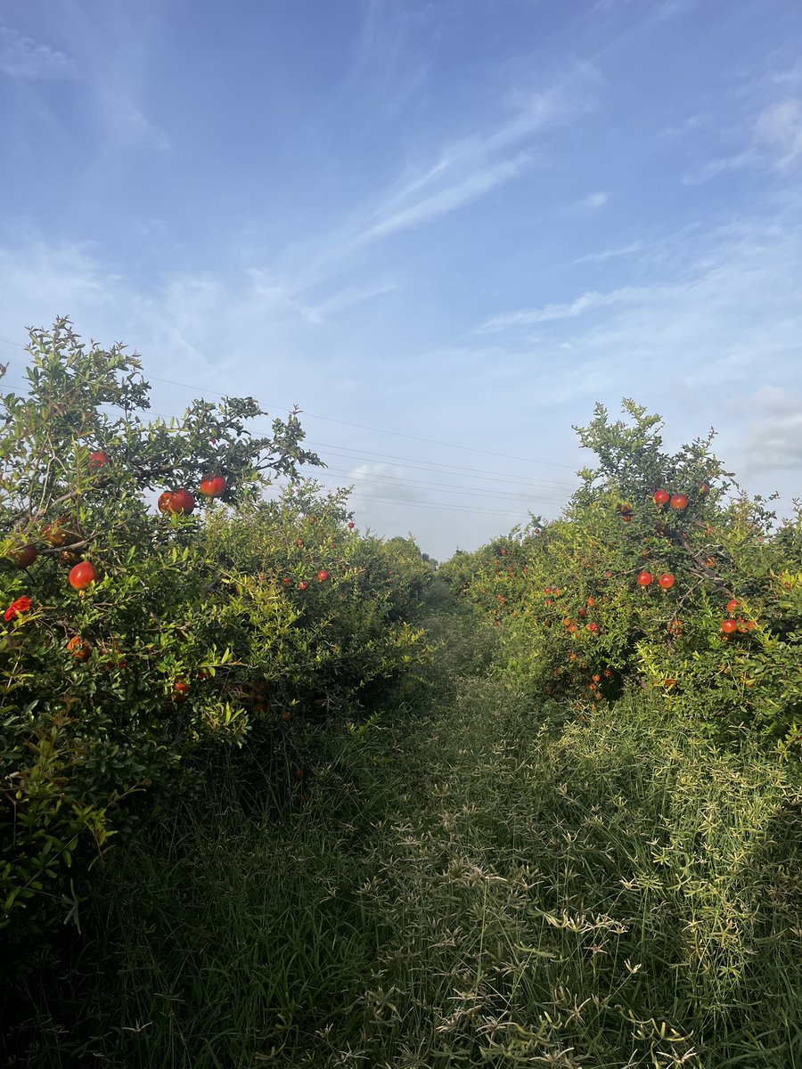 Into the fields. I love this combination of red and green. 

#JaiJawanJaiKisan
