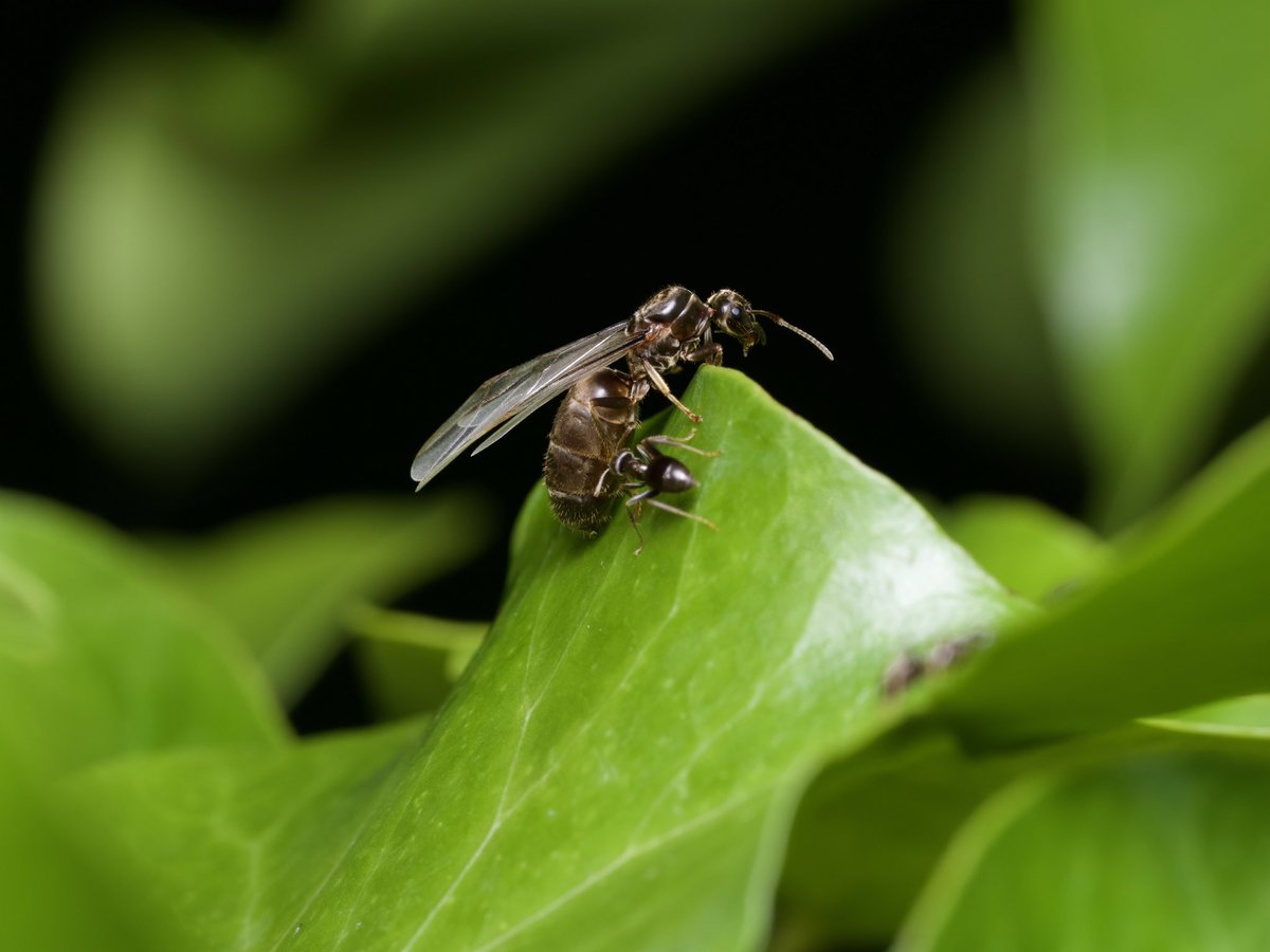 dvonsfran's tweet photo. Flying ant day in my village in Cambridgeshire today!, not as many as previous years though ☹️#flyantsday #ants https://t.co/mzdu6WoUPX