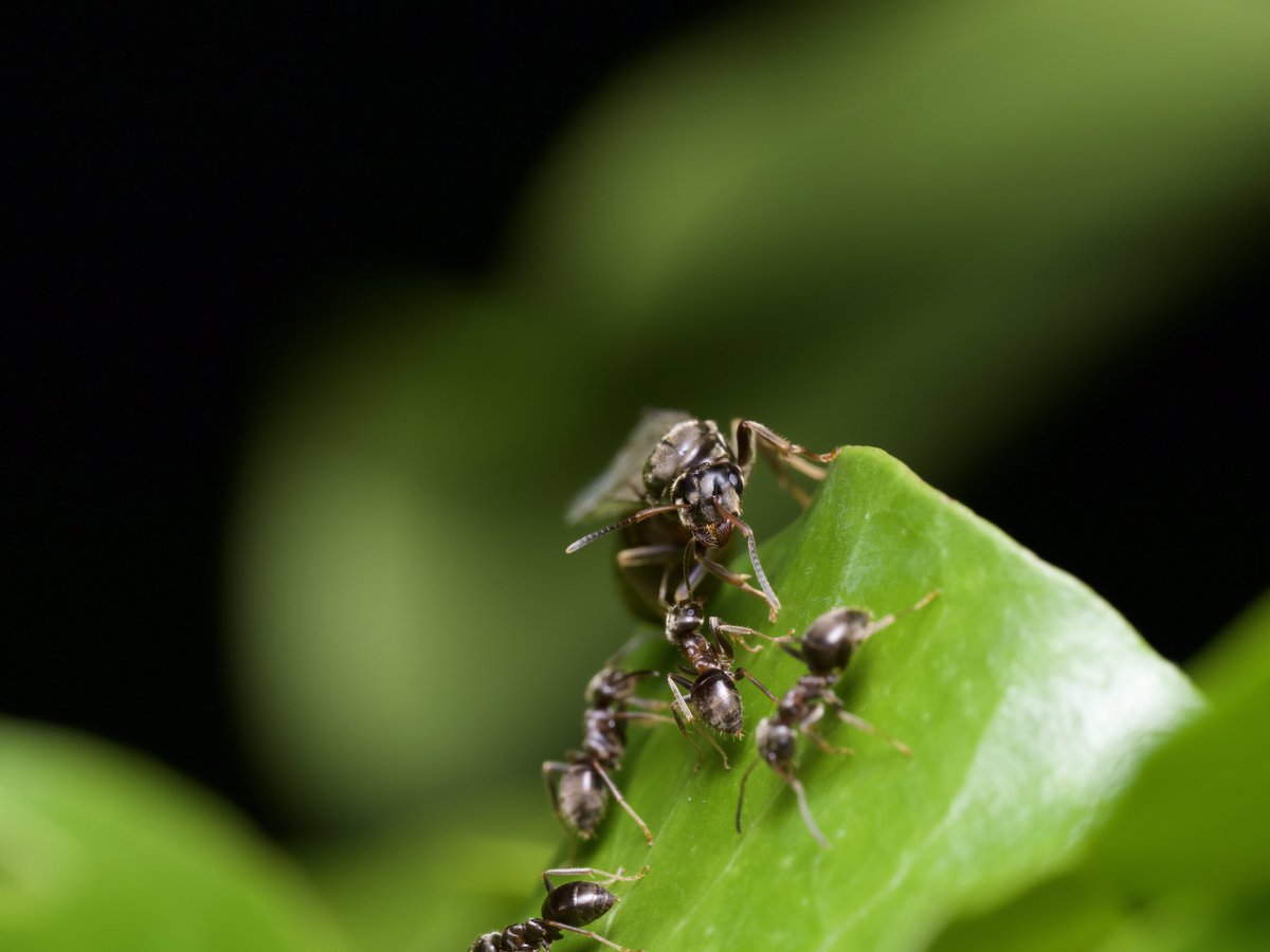 dvonsfran's tweet photo. Flying ant day in my village in Cambridgeshire today!, not as many as previous years though ☹️#flyantsday #ants https://t.co/mzdu6WoUPX